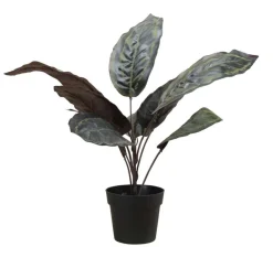 Calathea plante