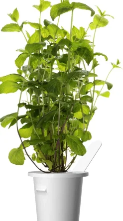 Click&Grow Smart Garden refill peppermynte 3-pk