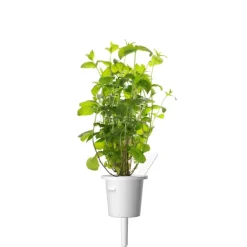 Click&Grow Smart Garden refill peppermynte 3-pk