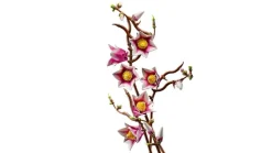 LEGO® Botanicals Magnolia-grener 11510